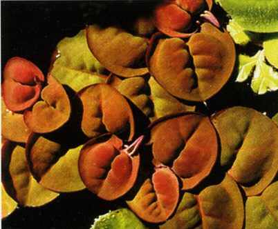 Phallanthus fluitans